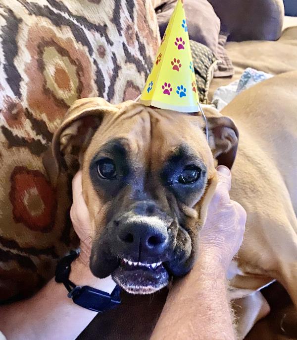 /Images/uploads/Louies Legacy Animal Rescue/cutest-rescue-pet-2023/entries/28087thumb.jpg
